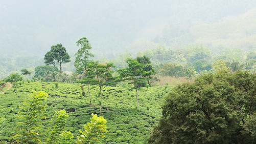 ムレスナティー スリランカ農場 イメージ
