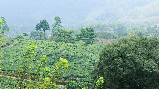 Black Tea イメージ