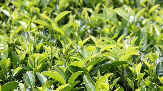 Flavored Tea イメージ